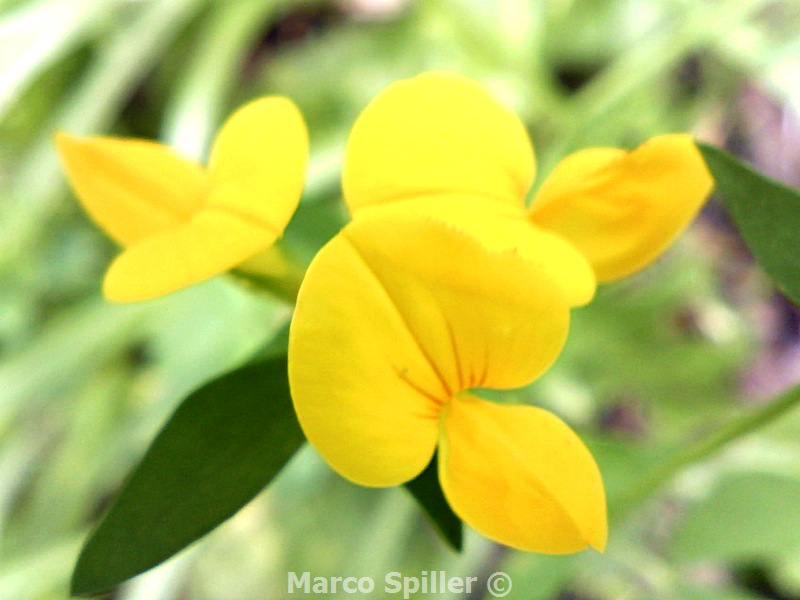 Lotus corniculatus (Ginestrino)